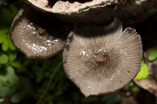 Coprinopsis atramentaria Growing on Decaying Tree Stump During Rainy Season