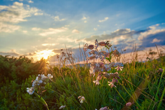 Delicate wild flowers Silene latifolia (white campion) bloom on a sunny mountain meadow, illuminated by the warm, golden light of a setting sun under a cloudy blue sky.