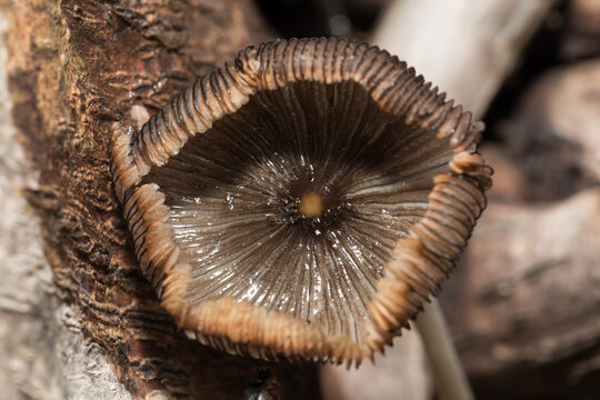 Coprinopsis atramentaria Growing on Decaying Tree Stump During Rainy Season