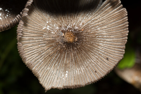 Coprinopsis atramentaria Growing on Decaying Tree Stump During Rainy Season
