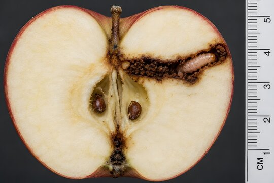 Macro cross-section of apple (Malus domestica) showing Cydia pomonella larva at core entry point with characteristic frass-packed gallery &mdash; the primary pome fruit pest globally.