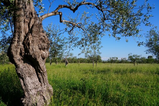 Agriculture landscape in Modugno in Apulia region of Southern Italy. Spring view of olive tree grove.