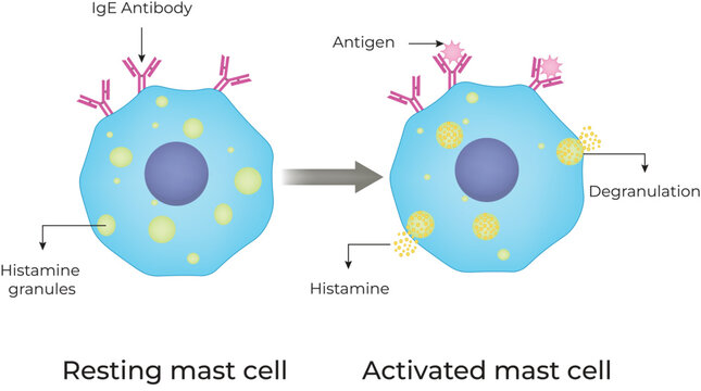 Resting Mast Cell and Activated Mast Cell Design Vector