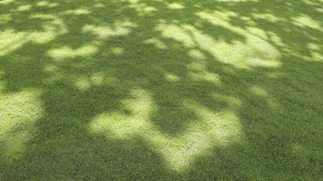 Tree Shadow Pattern on Green Grass Lawn Natural Abstract Background