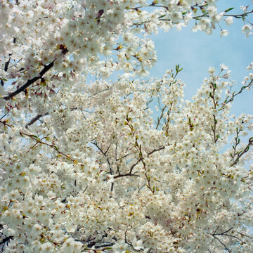 cherry tree blossom