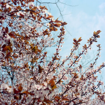 cherry blossom in spring