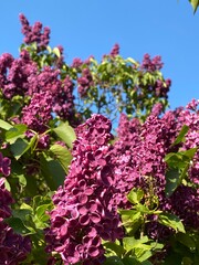 Lilac blossoms against blue sky captured in vertical orientation for nature background use © dvoevnore