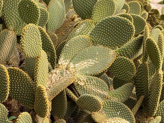 Cactus background with closeup view of green cacti pads and yellow spines in natural setting © dvoevnore
