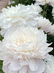 White peonies in bloom creating a delicate floral background with lush petals and green leaves © dvoevnore
