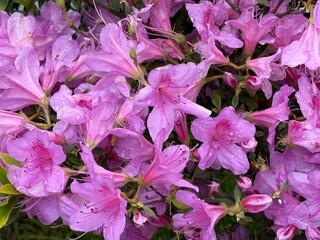 Pink azaleas blooming with vibrant petals, perfect for floral-themed backgrounds or a nature concept © dvoevnore