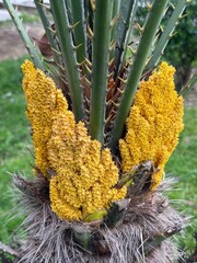 Yellow blooms on spiky green plant with dense foliage and natural background © dvoevnore