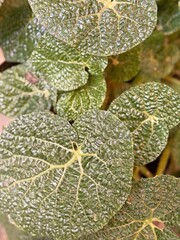 Closeup of textured green leaves with intricate patterns, suitable as a natural background © dvoevnore
