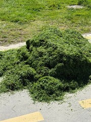 Grass clippings scattered on paved pathway, suitable for nature or gardening background © dvoevnore