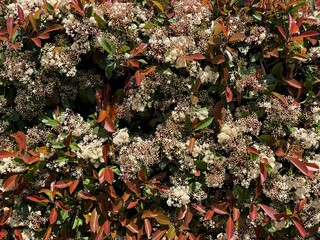 Blooming hedge with white flowers and red leaves, ideal for nature background or garden theme © dvoevnore