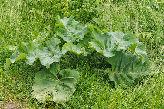 Large green burdock leaves growing in dense wild grass on a meadow