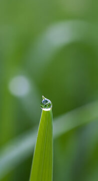 Close-up of dew drop on green plant leaf
