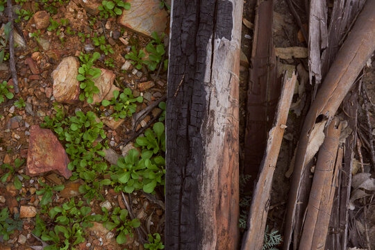 A landscape photo showing fire-charred tree trunks on the right and regrowing grass on the left