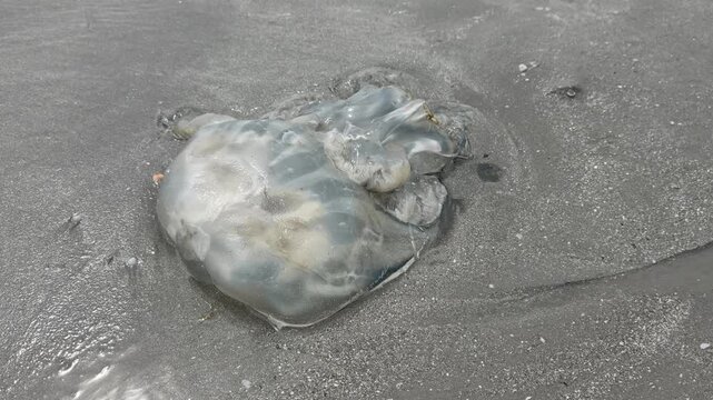 Close up of a large jellyfish washed up on the sandy beach.