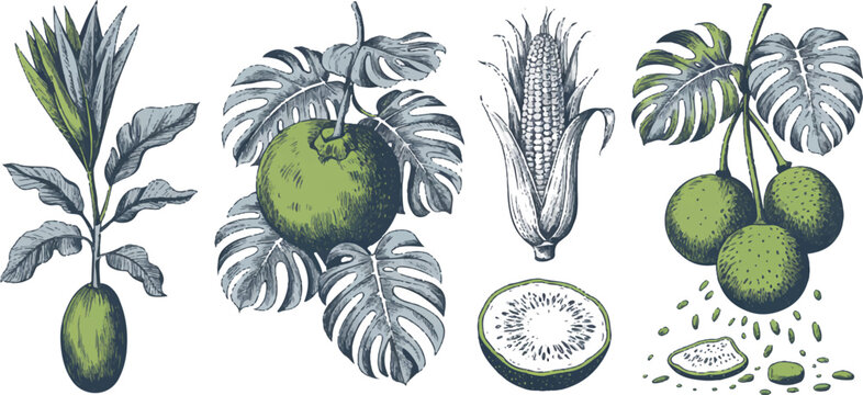 Hand drawn sketchy botanical elements and fruits like corn kiwi and coconut.