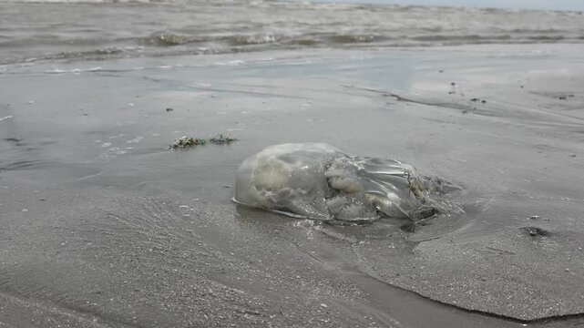 Close up of a large jellyfish washed up on the sandy beach.