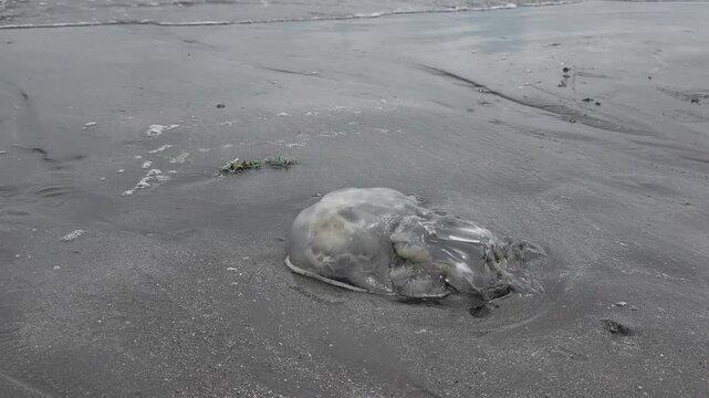 Close up of a large jellyfish washed up on the sandy beach