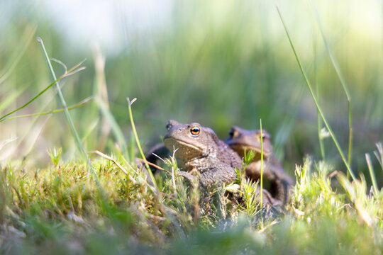 toads in the grass