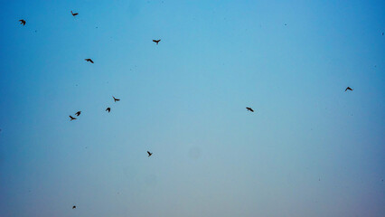 A flock of small birds flies gracefully across a vast expanse of clear blue sky, creating a sense of freedom and open space. © Ahmad Khan