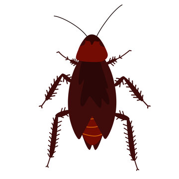 Illustration of a Cockroach