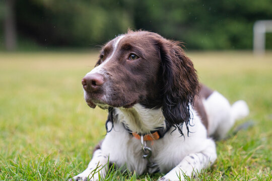 A liver and white English Springer Spaniel lies down in a rainy playing field whilst wearing an orange collar and lead