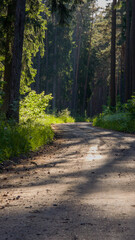 Fototapeta premium Nature trail and hiking path in forest. Forest scene with walking path, straight sun trails through lush foliage