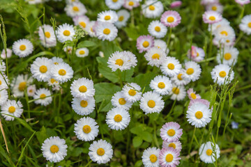 Field of wild Marguerite (Bellis perennis) daisy flowers, Camomile flowerbed, close-up. White, pink, yellow small daisy flowers and green grass in the park in springtime © Антонина Шатревич