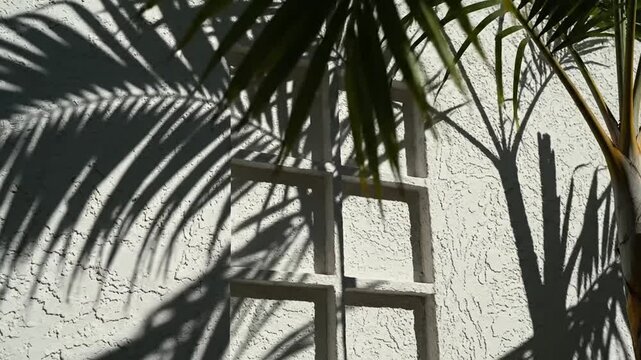 Shadows of palm fronds cast intricate patterns on a textured white wall next to a trellis.