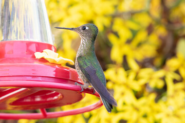 Colibrí,  hembra de picaflor chico en un bebedero para colibríes, fondo de flores amarillas © Nohema Contreras V