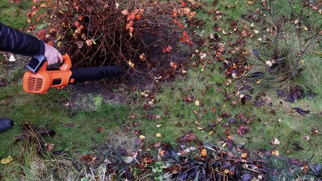 Cleaning view of cordless leaf blower, removing leaves from under bush, left view. High quality 4k footage