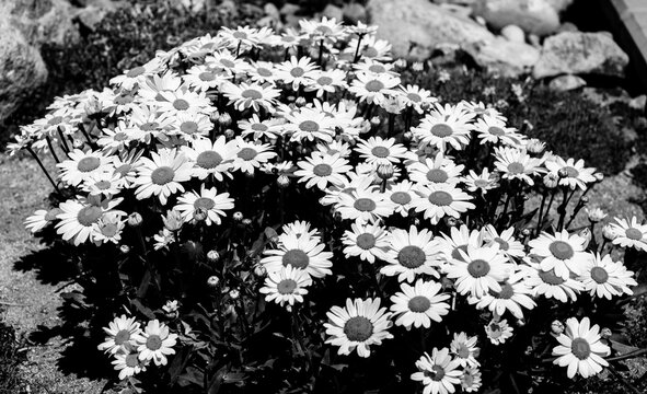 Large cluster of Daiseys flowers in monochrome