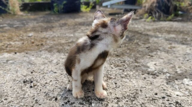 A cat scratches its scalp due to itching caused by skin diseases such as fungal infections, mites or scabies, and fleas.