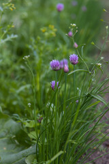 Fototapeta premium Blooming chives flowers, growing in spring garden. Close-up of Allium schoenoprasum / chives
