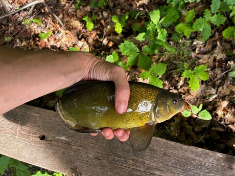 Angler holding a freshly caught Tench fish (Tinca tinca) in hand above wooden board and forest ground, freshwater sport fishing