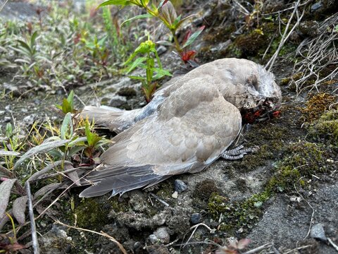 Deceased Eurasian Collared Dove (Streptopelia decaocto) on the ground being scavenged by firebugs (Pyrrhocoris apterus), life cycle