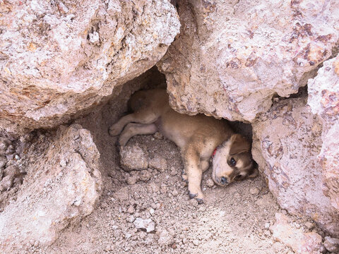 A little brown puppy curled up and resting in a dirt hole beneath the rocks