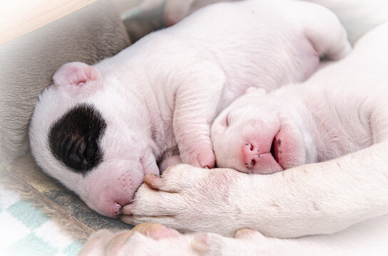 Newborn white miniature bull terrier puppies sleep peacefully, cuddled together.