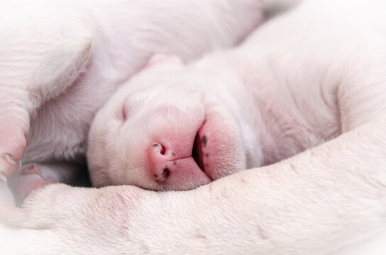 Close-up of a sleeping newborn white puppy with a pink nose, miniature bull terrier