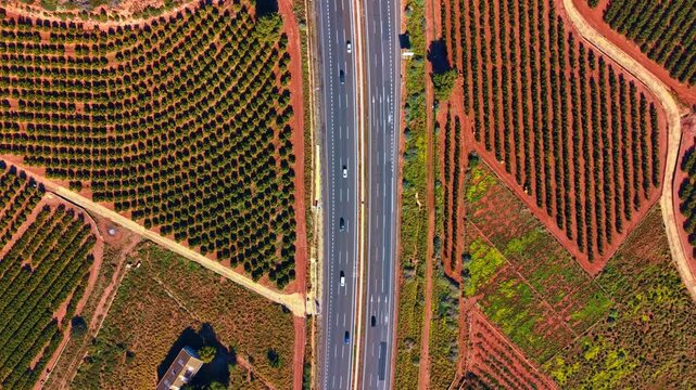 Overhead drone view of highway traffic between symmetrical orchards. Aerial perspective of vehicles driving on asphalt road bordered by green agricultural rows