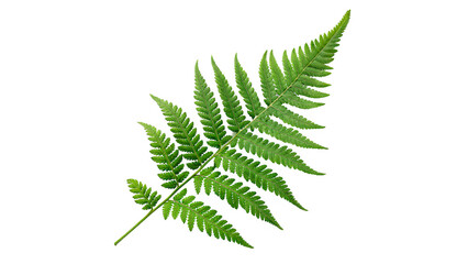 Fresh green fern leaf plant branch botany ecology concept isolated on transparent background © AAAstock2025
