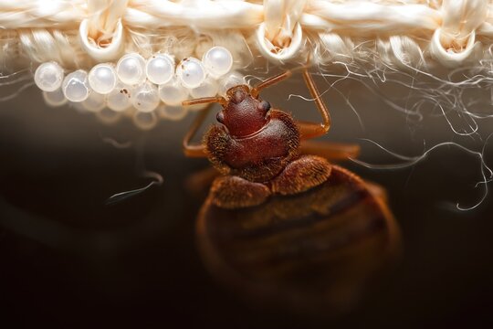 Close-Up of Bed Bug and Eggs