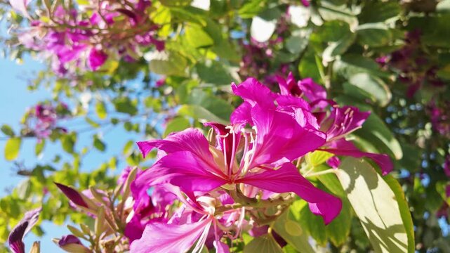 Vibrant pink bauhinia purpurea orchid tree flowers with stamens blooming against blue sky in Antalya park.