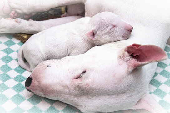 A newborn white miniature bull terrier puppy sleeps with his muzzle on his mother's neck.