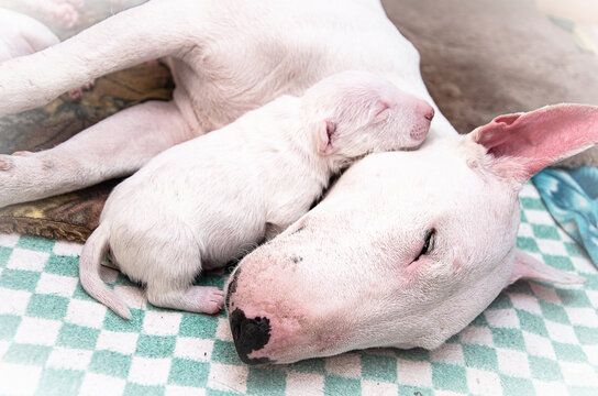 A newborn white miniature bull terrier puppy sleeps with his muzzle on his mother's neck.