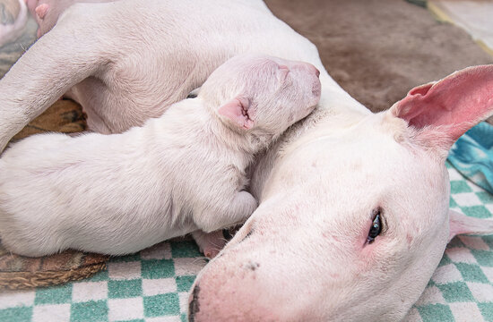 A newborn white miniature bull terrier puppy sleeps with his muzzle on his mother's neck.