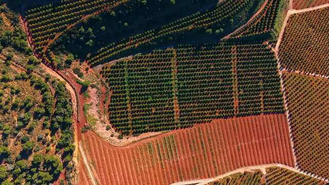 Aerial top down view of agricultural orchard rows on red soil. Geometric rows of citrus trees on bright terracotta agricultural soil.